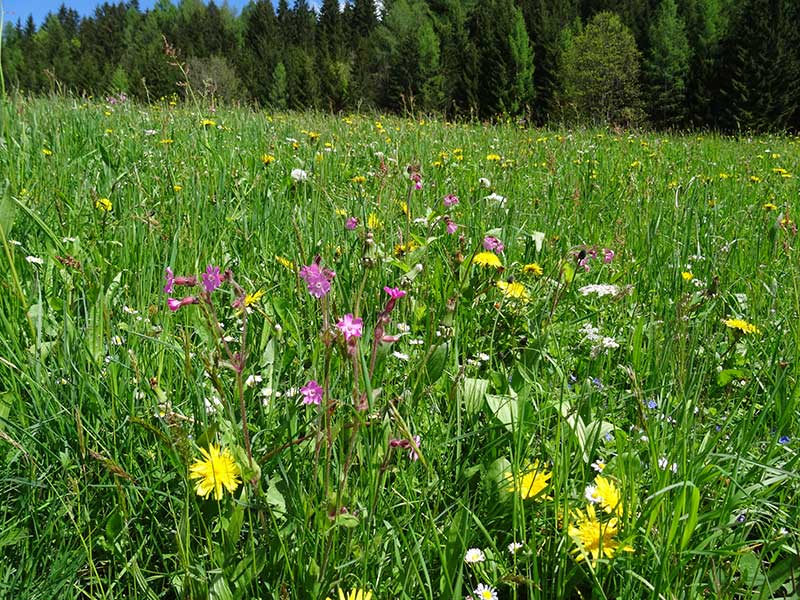 Kleiner Pyhrgas
